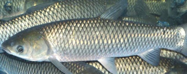 石坚鱼属于什么鱼呢(石坚鱼百度百科)