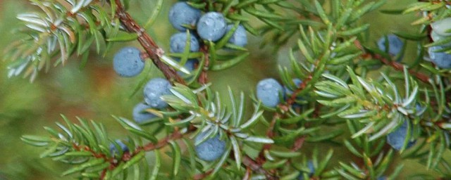 杜松精油功效与作用有哪些(杜松精油的副作用)