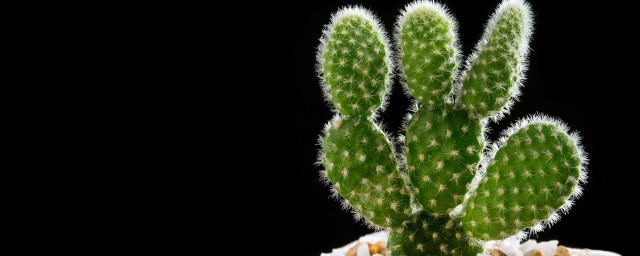 仙人掌黄糊色意思是什么(仙人掌有点黄)