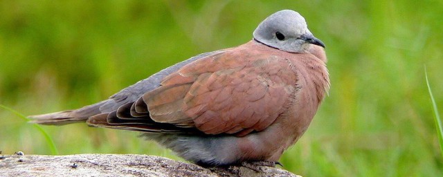 憨鸠鸠的意思白话(广东话憨鸠鸠是什么意思)