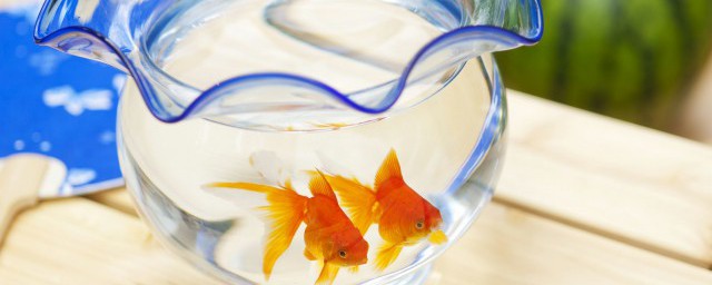 适合新手养的鱼有哪些(新手养什么鱼最好的选择)