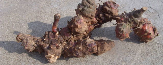 盘点金刚根的功效(金刚根的功效与作用及禁忌症)