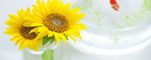 向日葵有什么特征(向日葵有什么特征和特点,作文)