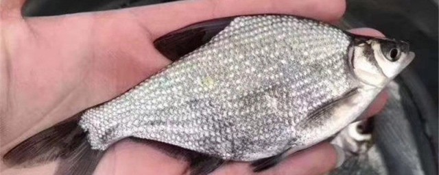 三角形扁扁的鱼的介绍(三角形鱼是什么鱼)