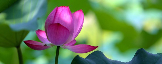 什么花粉非常好(哪种花的花粉最好)