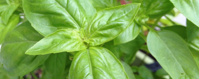 罗勒叶的别称(罗勒叶学名)