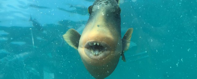 没有刺的鱼是叫什么鱼(没有刺的鱼都是什么鱼)