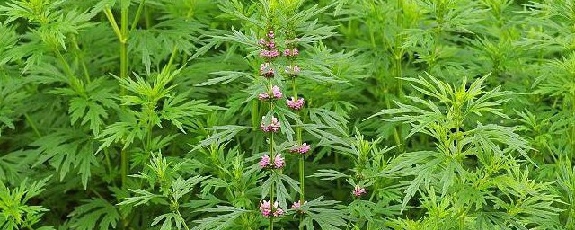 益母草的别名叫什么又代表什么(益母草的俗称叫什么)