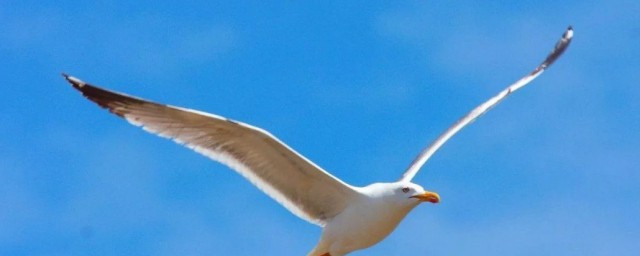 天地同装鸟雀敛足的意思