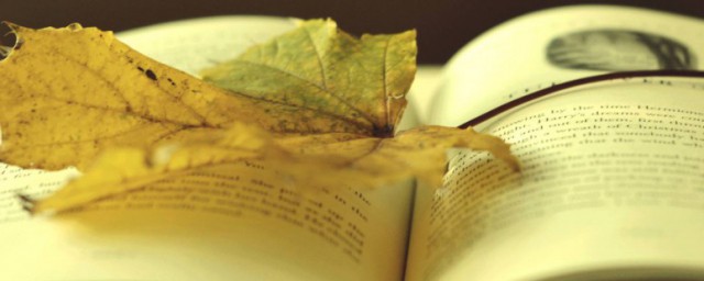 粤语的执翻剂解释(执翻剂是什么意思)