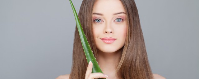 芦荟形态特征(芦荟形状特征)