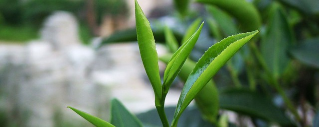 和树叶一样的茶叶是什么茶(跟树叶似的是什么茶)