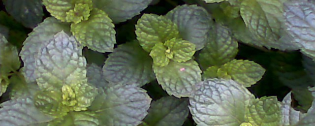 有一种草很像薄荷是什么草(有种草和薄荷长的一样叫什么)