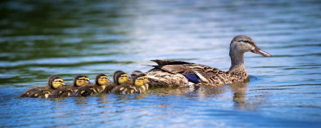 会飞的鸭子介绍(会飞的鸭子主要内容)