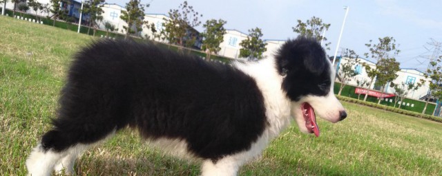 边牧三通七白是啥意思(边牧的三通七白是指的什么意思)