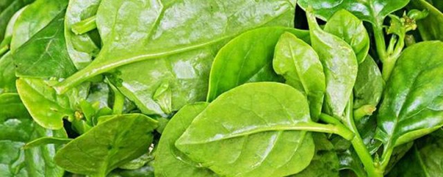 哪种菜吃起来滑滑的(吃的滑滑的菜是什么菜)