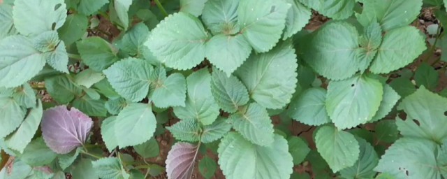 农村人将紫苏叫什么(紫苏民间叫什么)