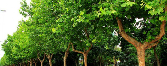 法桐树的简单介绍(法桐树是什么样子的)