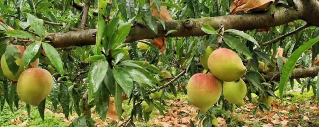 青绿色的桃子是叫什么桃(有一种桃子是绿色的)