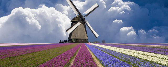 关于荷兰的介绍(关于荷兰的介绍PPT)