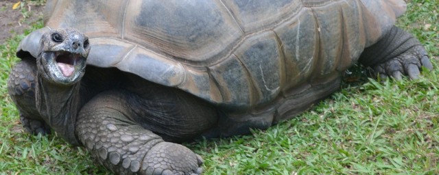 什么是王八(什么是王八羔子)