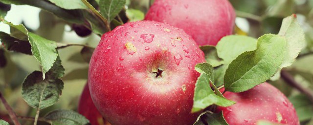 苹果好像什么(圆圆的苹果好像什么)