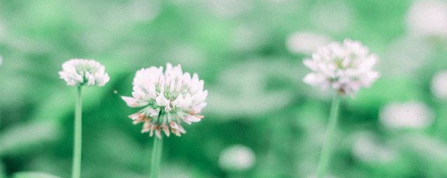 拜拜了您嘞具体是什么意思(拜拜了你是什么意思)