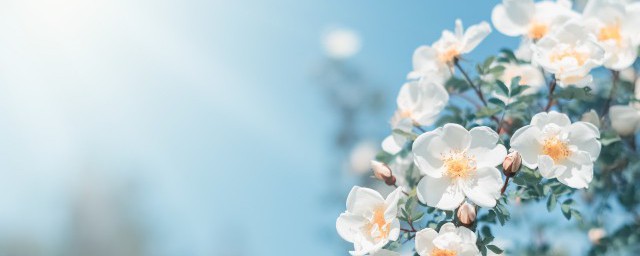 春天都有什么景物呢(春天都有哪些景物)