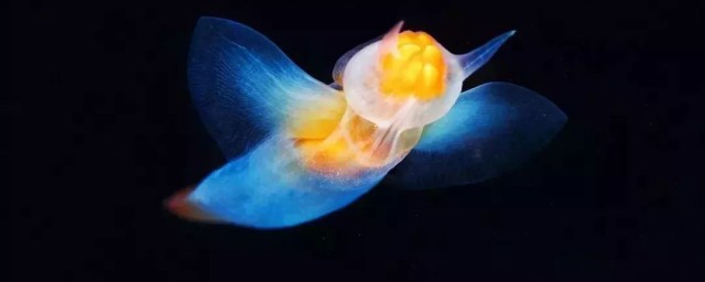 瑰丽神奇是什么意思(瑰奇壮丽的意思是什么)