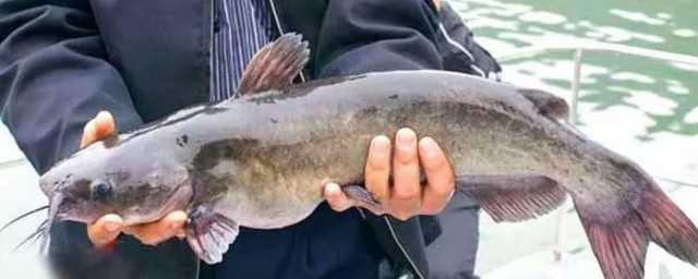 一种长得像鲶鱼的鱼是什么鱼(有一种鱼跟鲶鱼长得很像的)