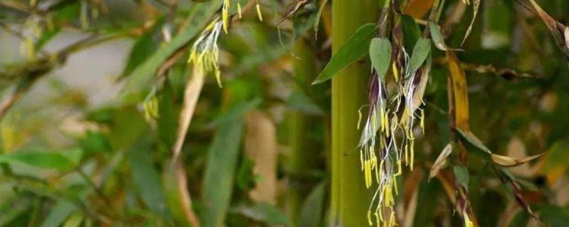 竹子的果实名字(竹子分别有什么名字)