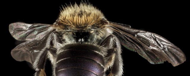 广东黑色的蜂名字(广东黑色的蜜蜂)