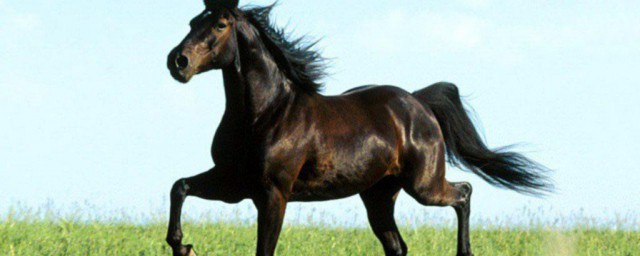 马的种类介绍(马的种类名称介绍)