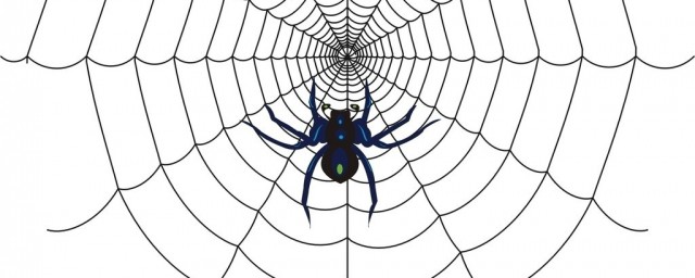 一种黑色蜘蛛叫什么蜘蛛(黑蜘蛛是什么蜘蛛)