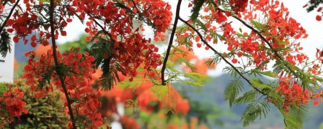 凤凰花开的路口的寓意(凤凰花开的路口说的是哪里)