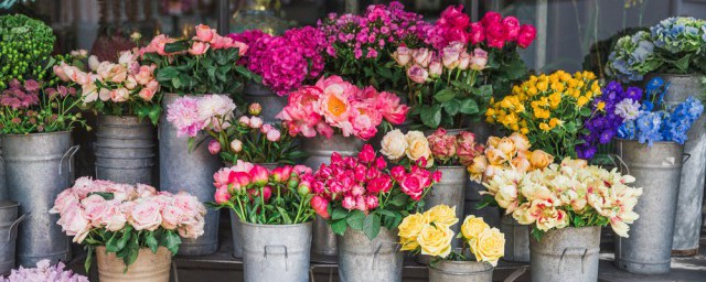 抢救花草的抢的解释