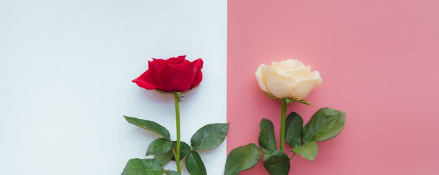 三朵红玫瑰是代表什么意思(三朵红玫瑰的意思)