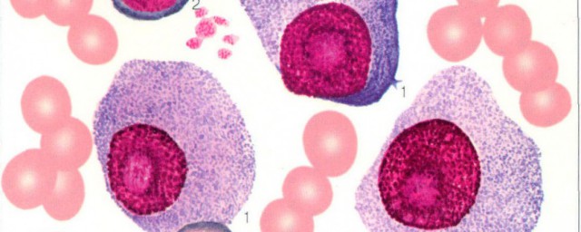 骨髓简介(骨髓的骨髓)