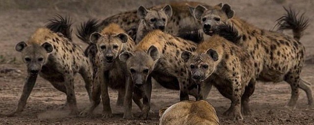 非洲二哥鬣狗怎么读(非洲三哥鬣狗念什么)