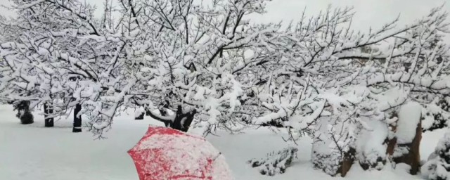 树上结冰又叫什么(下雪树上结冰叫什么)