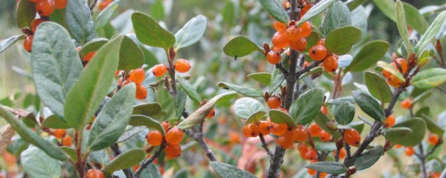 水果胡秃子介绍(胡秃子科果树有哪些)