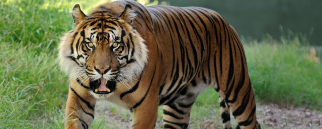 怎么理解老虎头上拔毛(老虎头上拔毛下一句)