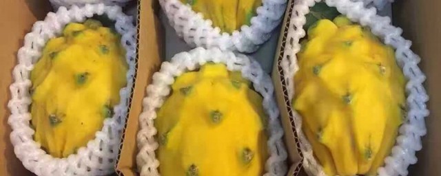 黄色火龙果应该叫什么(金黄色的火龙果叫什么)