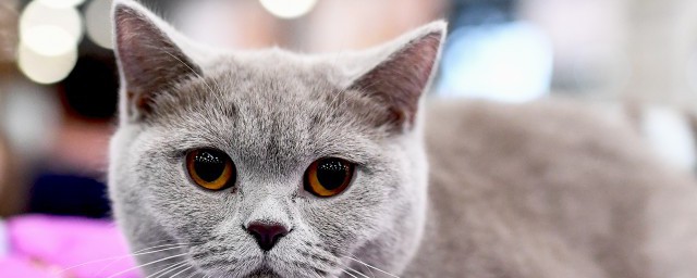 公猫发情的办法