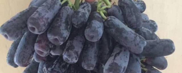 长得像手指的葡萄叫什么名称(像拇指一样的葡萄叫什么)