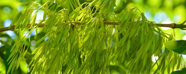 白杜树简介内容(白杜科属种)