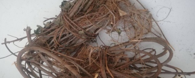 水照影物种简介(水照影别名)