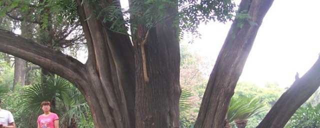 健柏什么寓意(健柏的名字含义)