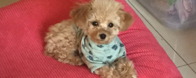 泰迪剪毛方法(泰迪毛怎么剪)