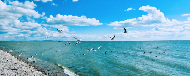 达赉湖介绍(美丽的达赉湖)